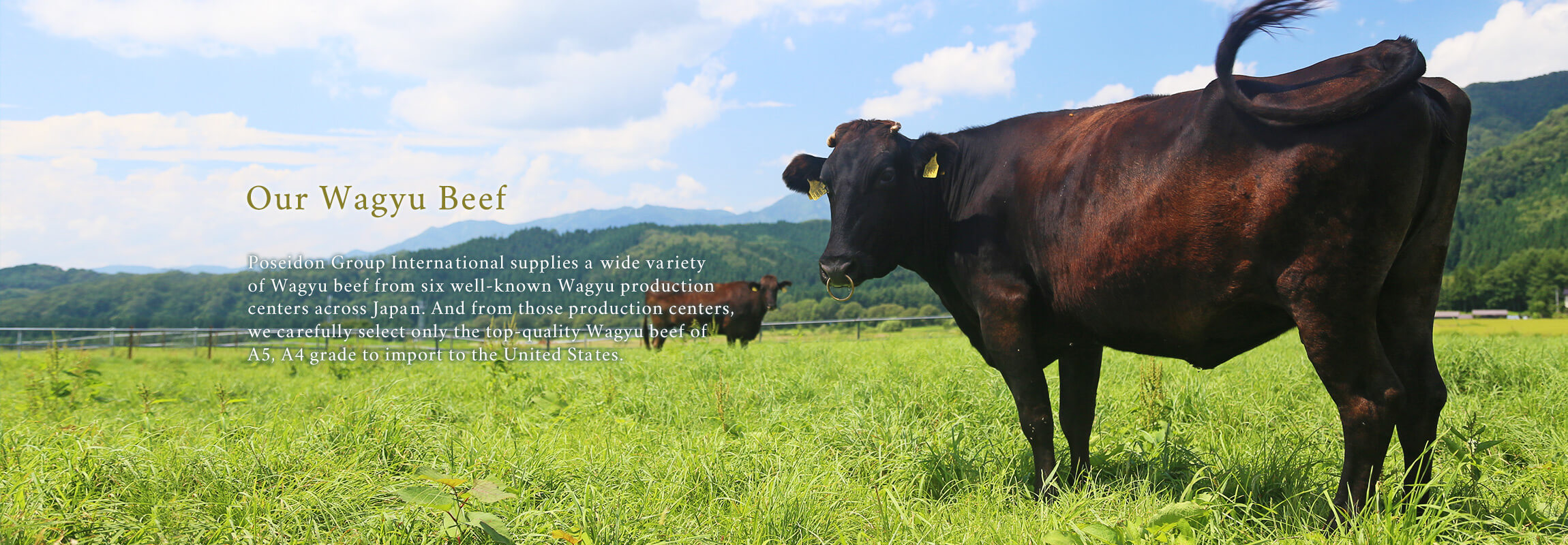 Our Wagyu Beef Poseidon Group International supplies a wide variety 
of Wagyu beef from six well-known Wagyu production centers across Japan. And from those production centers, we carefully select only the top-quality Wagyu beef of A5, A4 grade to import to the United States.